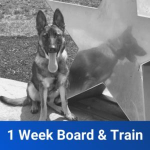 1 week board and train