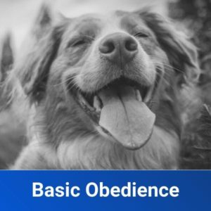 basic obedience
