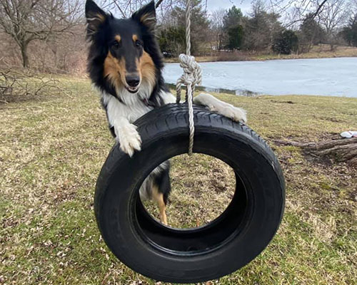 dog riding the tire swing