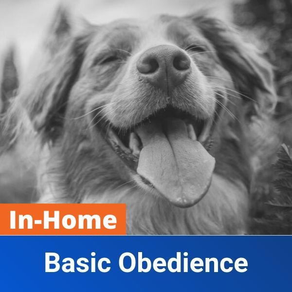 basic obedience