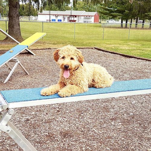Mastering the Dog Park: A Guide to Avoiding Common Mistakes