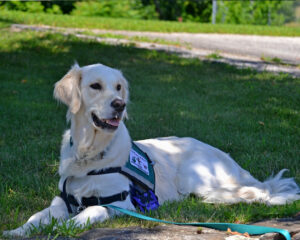 Service Dogs, Therapy Dogs, and Support Dogs: Understanding the Differences