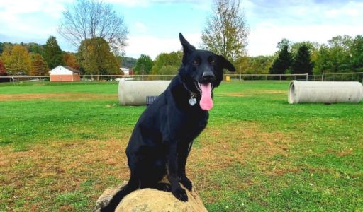 The Balanced Approach to Dog Socialization: Exploring Dog Parks and Dayton Off Leash K9 Training