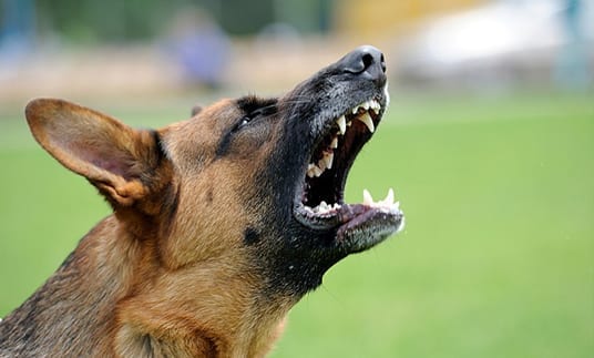 The Power of Body Language: How Human Cues Impact Dog Communication
