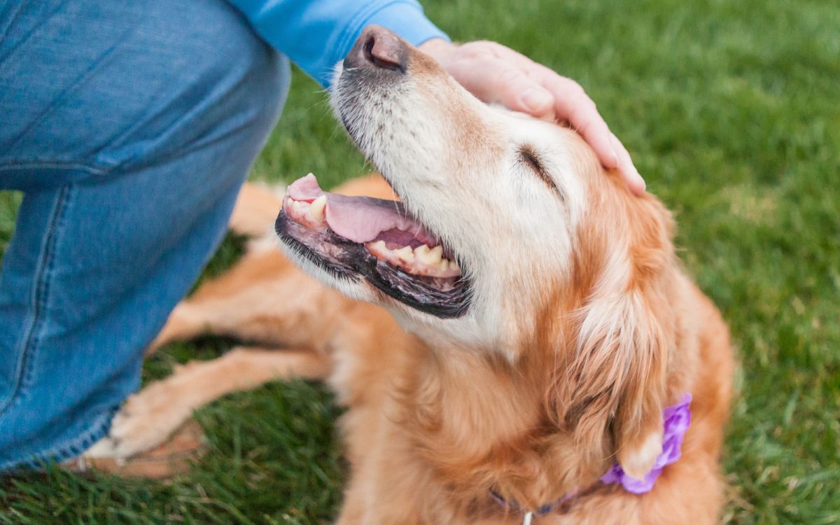 bonding with dog and the trainer