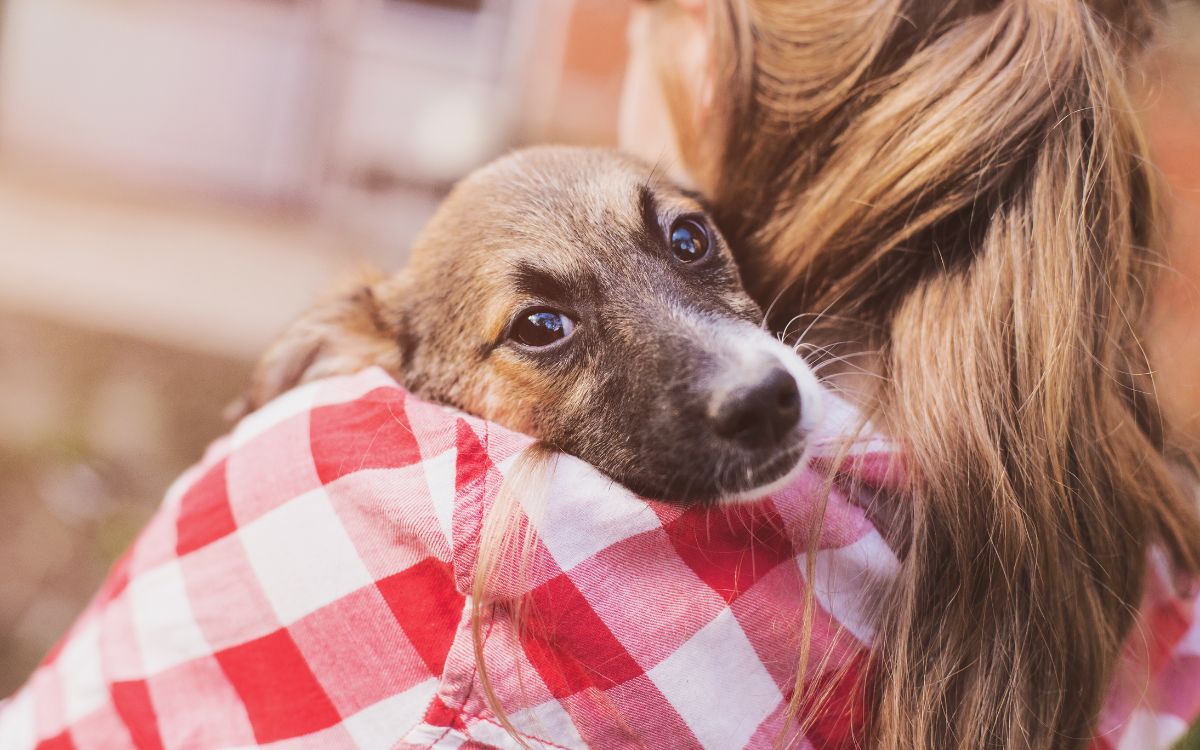 the trainer is carrying the puppy after the training