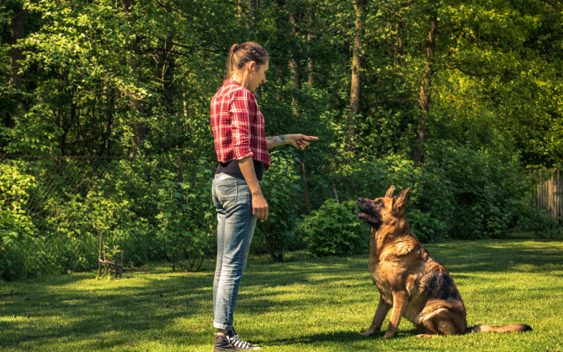 a woman dog trainer trains her dog