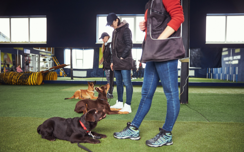 a group of dog trainers about to train their dogs