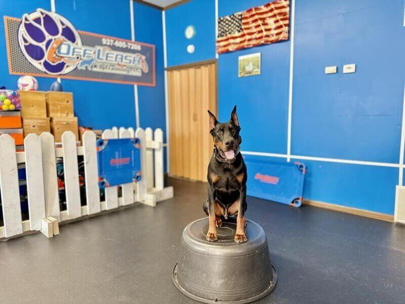 dog in a pet hotel facility