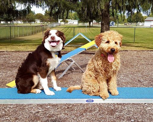 The Ultimate Guide to Dog Park Etiquette: Creating a Safe and Harmonious Environment
