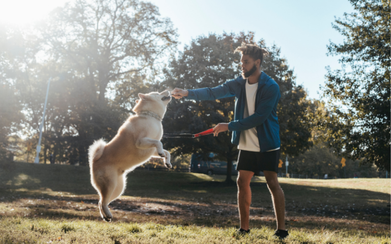 How to Choose The Right Dog Training Package for Your Dog: The 5 Essential Factors You Need to Know
