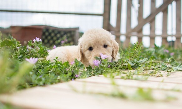 puppy waiting to be potty trained