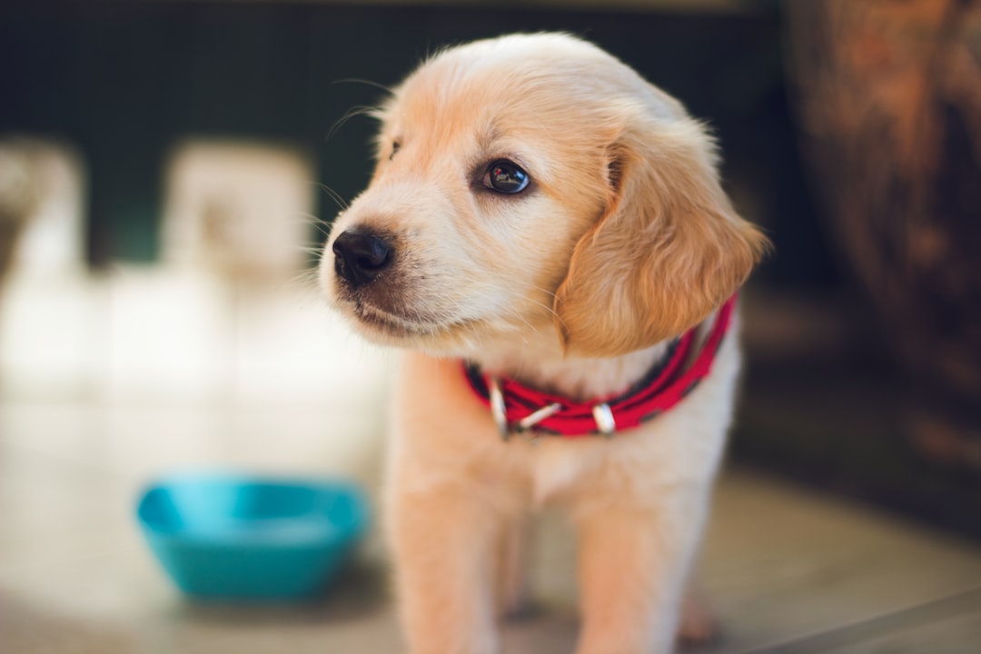 Choosing the Perfect Puppy Training Program: A Guide to a Well-Behaved and Happy Pup  Off-Leash Recall: Ensuring Safety and Freedom for Your Dog