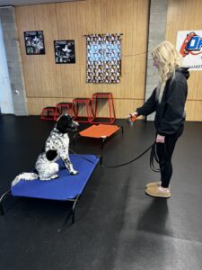 Unleashing Excellence: The Top 10 Dog Training Companies in Dayton, Ohio