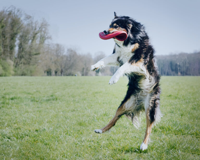 “Crafting the Perfect Exercise Plan for Your Dog: Energize and Thrive!”