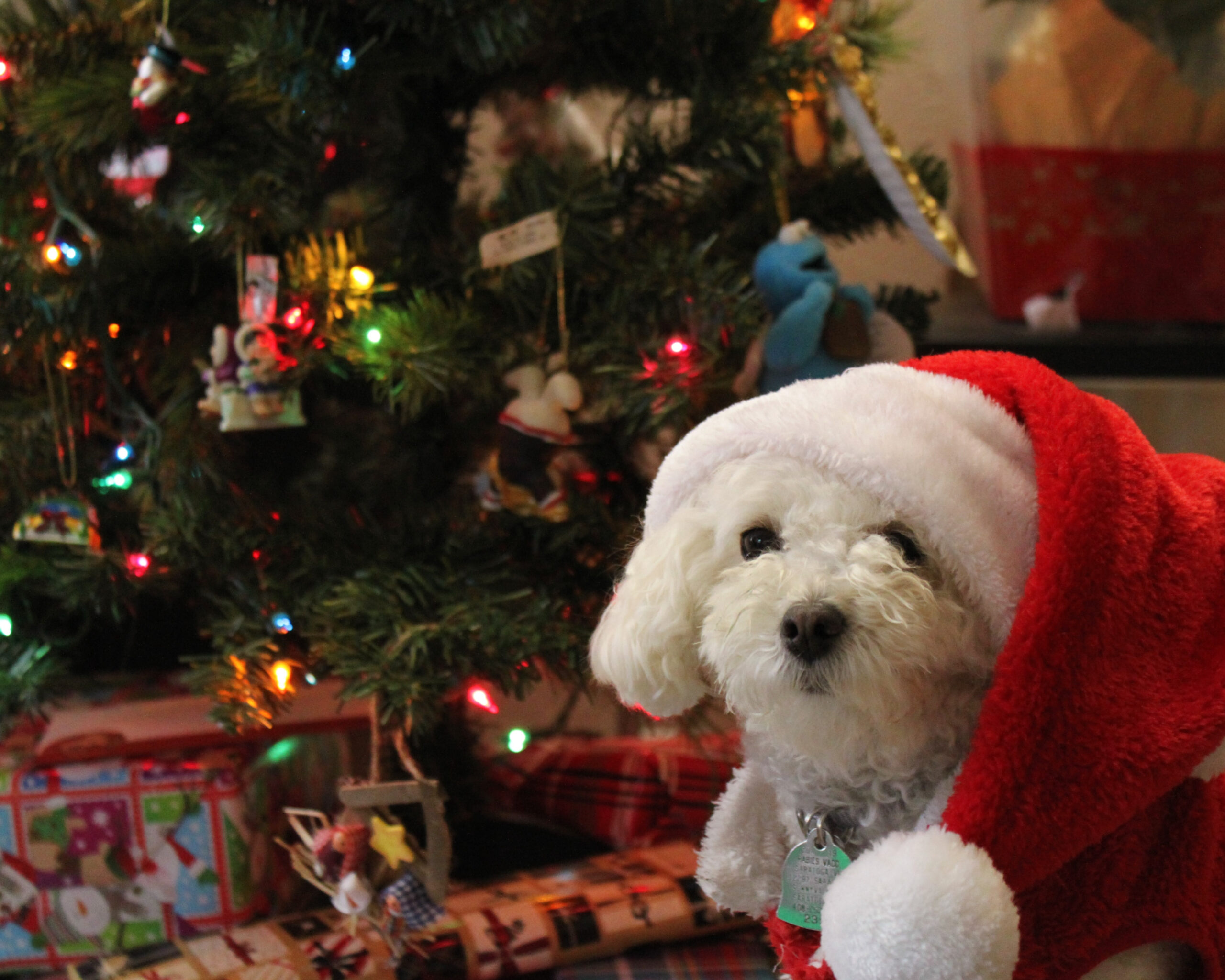Keeping Pets Merry and Bright: Managing Holiday Stress for Your Furry Friends.