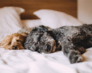 Ruffing It Right: The Top Pet-Friendly Hotels and Attractions in Dayton, Ohio