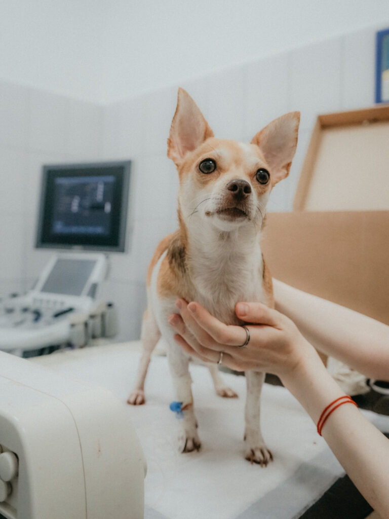 Top-5 Veterinarians in Dayton, Ohio: Your Dogs Best Healthcare Providers