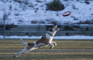 Mastering Prey Drive: Effective Training and Management for Your Dog