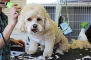 Top 5 Dog Groomers in Dayton, Ohio: Pampering Your Pooch with the Best!