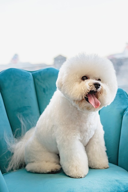 Top 5 Dog Groomers in Dayton, Ohio: Pampering Your Pooch with the Best!