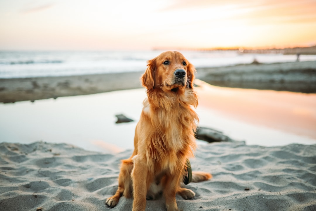 Training Your Dog for Travel: Benefits, Tips, and Techniques