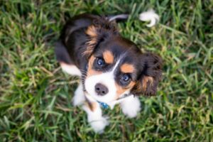 Common Myths About E-Collar Training for Dogs: Separating Fact from Fiction