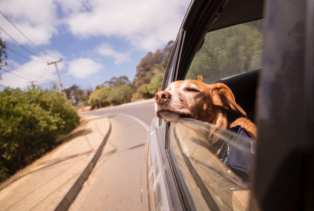 The Ultimate Guide to Stress-free Traveling with Your Dog