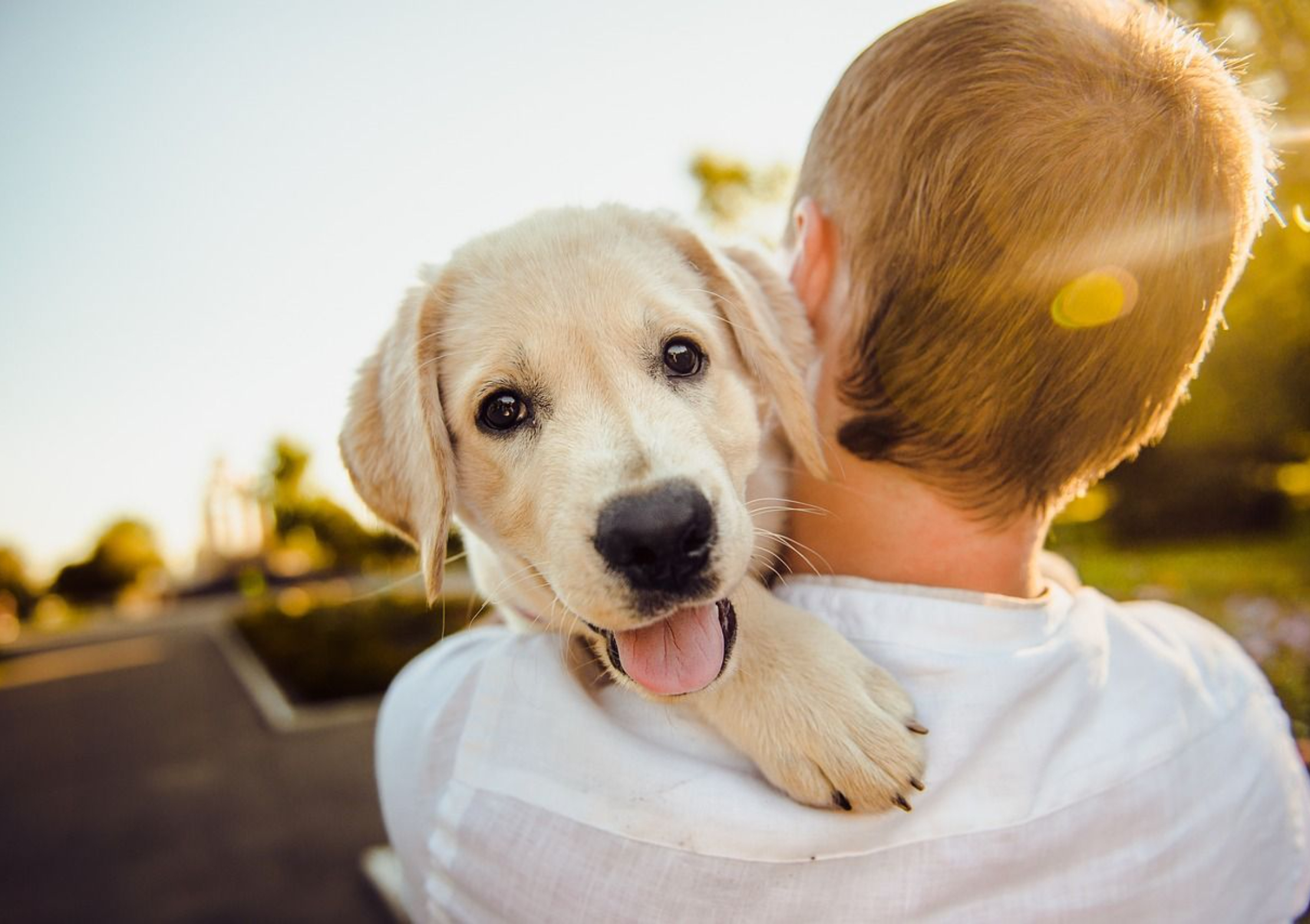Mastering Play Biting: A Gentle Guide to Stop Your Dogs Nipping Behavior
