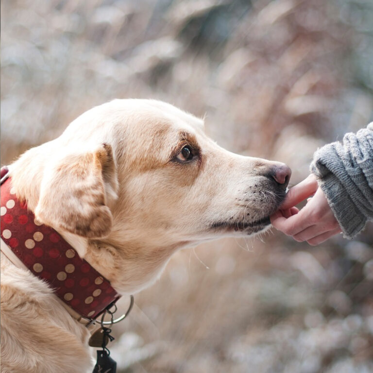 Mastering Manners: 5 Proven Techniques to Stop Your Dog from Nipping
