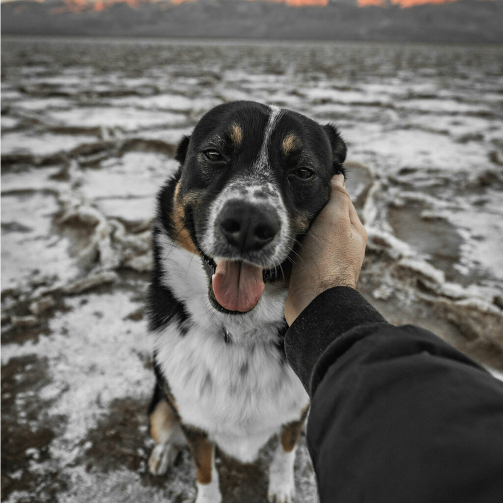 Image showcasing anxious dogs 10 Gentle Techniques to Comfort Your Anxious Pup
