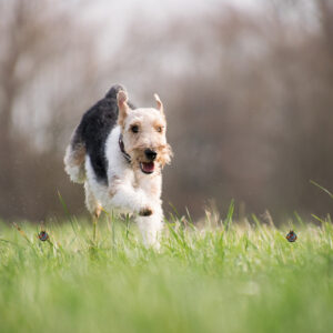 Unleashing the Mystery: Decoding the Whirlwind of Dog Zoomies