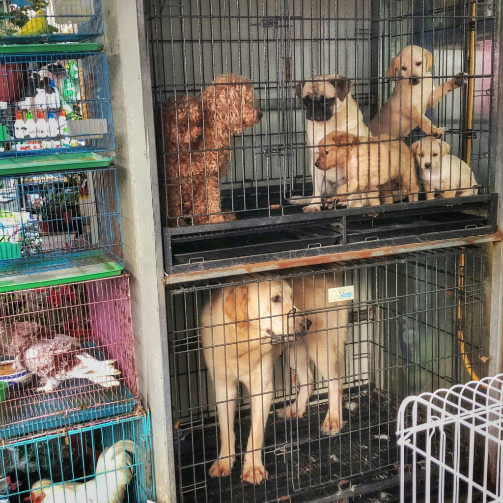 Kennel Cough Proven Strategies for a Swift and Positive