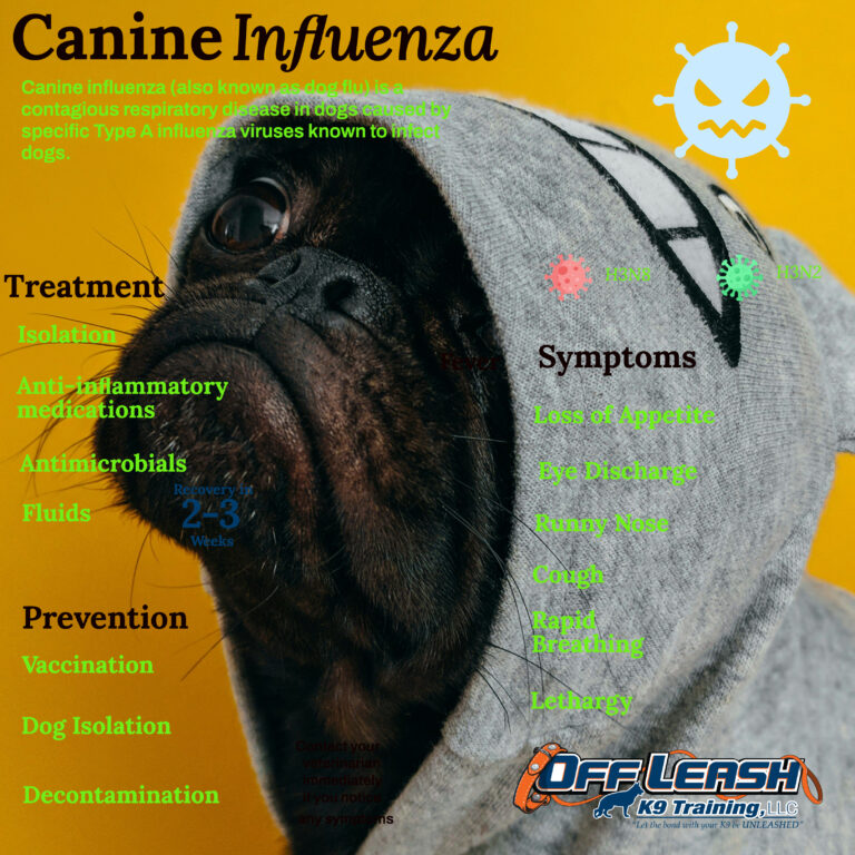 “Defeating Canine Influenza: Essential Strategies for Prevention, Healing, and Immunity Boost”