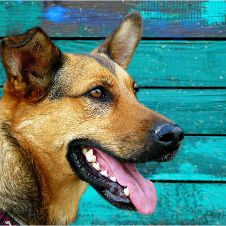 “Boosting Your Dog’s Smile: A Comprehensive Guide to Optimal Dental Care”