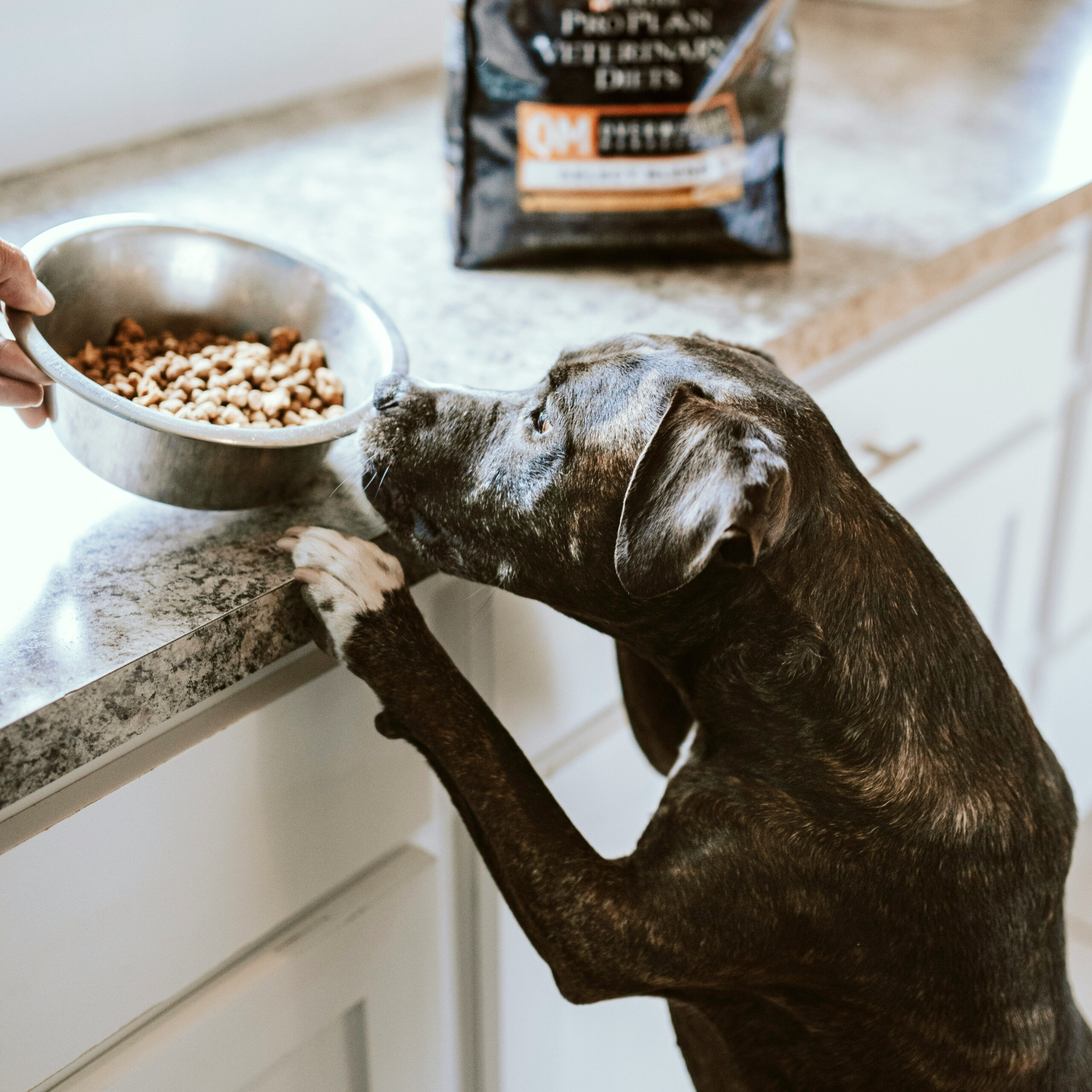 "Mastering Transformation: 5 Proven Ways to Positively Stop Counter Surfing and Enhance Your Dog's Behavior!"