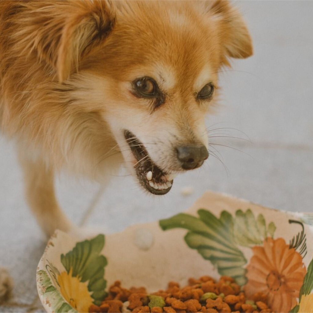 Preventing Food Aggression in Dogs A Guide to Harmonious Mealtime Behaviors Dayton Off Leash