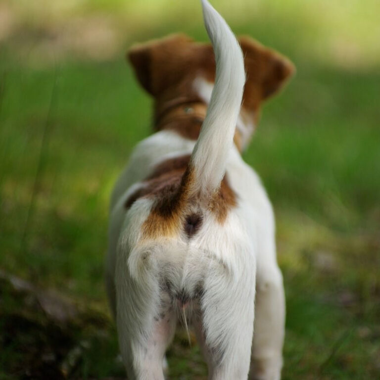 Mastering Dog Tail Language: Decode Joy and Warning Signals