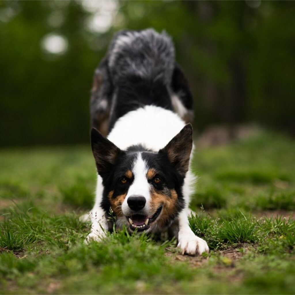 Picture of Unraveling the Mystery: The Truth Behind Why Dogs Eat Grass | Dayton ...