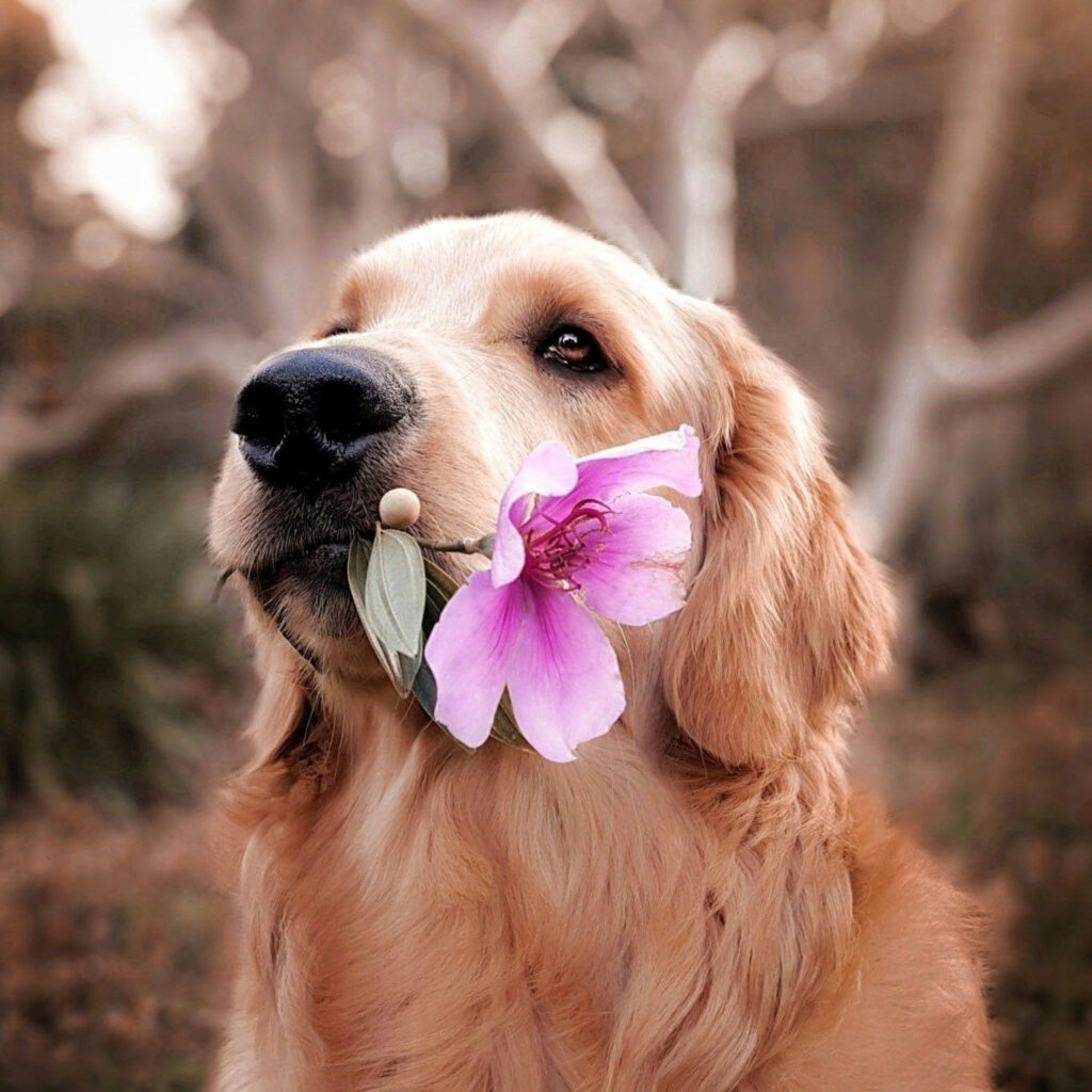 Picture of Protecting Your Pup: Identifying and Avoiding Poisonous Flowers ...