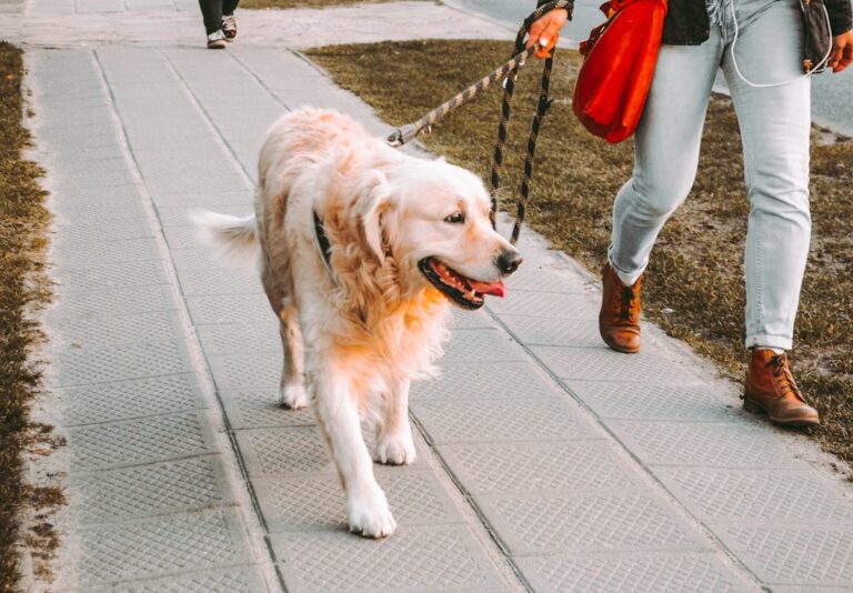 Your Complete Guide to Running With Active Dogs: Tips, Tricks, and Safety Measures