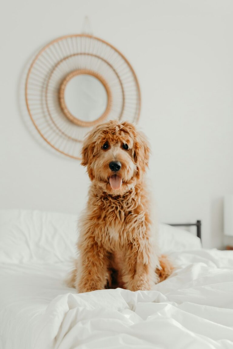 The Ultimate Guide to Integrating Your Dog into a Busy Household