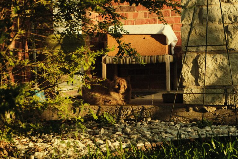 Backyard Safety for Dogs: BBQs, Kids, and Distractions