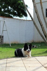 Backyard Safety for Dogs: BBQs, Kids, and Distractions