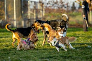 Keep your dog active when it's too hot.