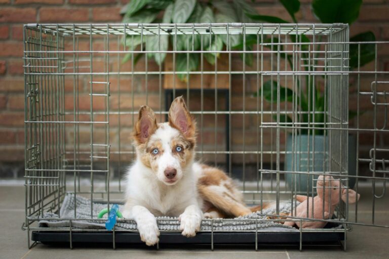benefits of crate training