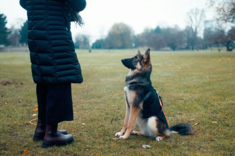 cost to train a dog