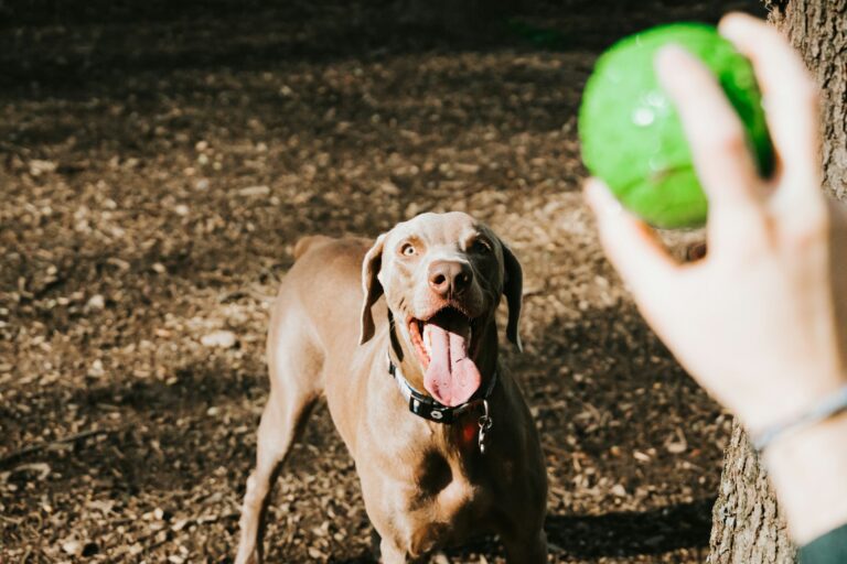 mental stimulation for dogs