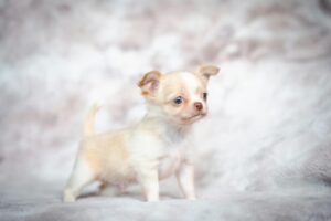 Preparing Your Dog for Back-to-School Schedule Changes