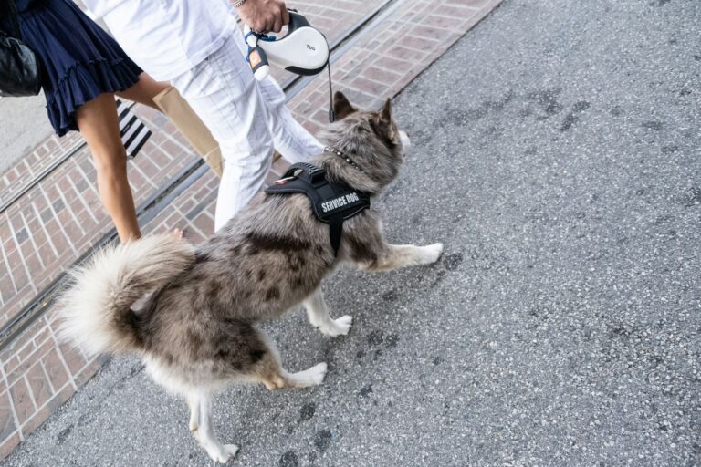 service dog training and obedience training